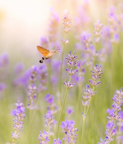 Lilla sommerblomster med en sommerfugl